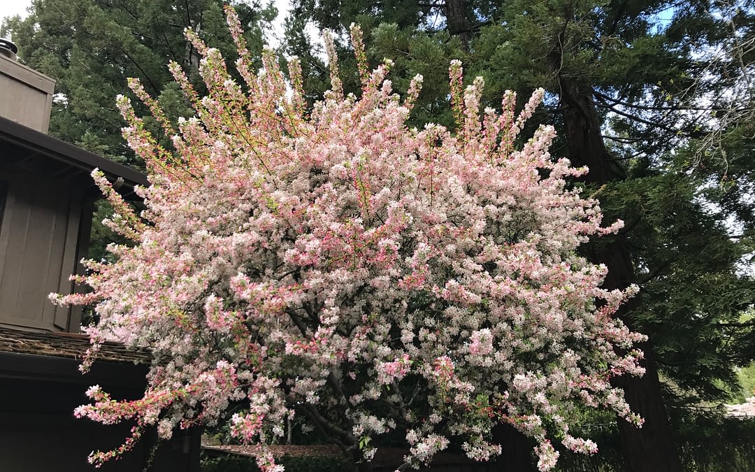 An Anxiety Question and a Blessing from Turkey for “David Uncle!”