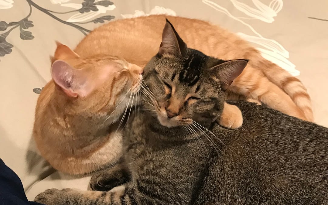 Test Podcast #3–Still working toward a Solution to Photo Problems on FB?