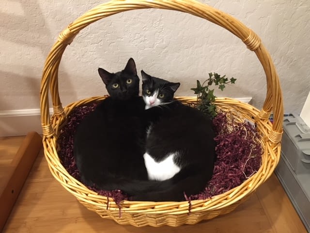 The website of David D. Burns, MD | How to Develop Stronger, Deeper ...