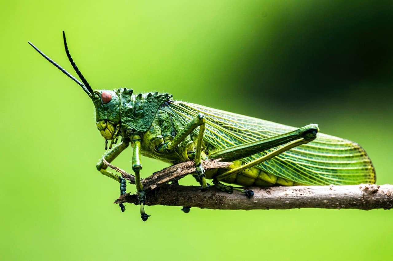 Insects in the yard.