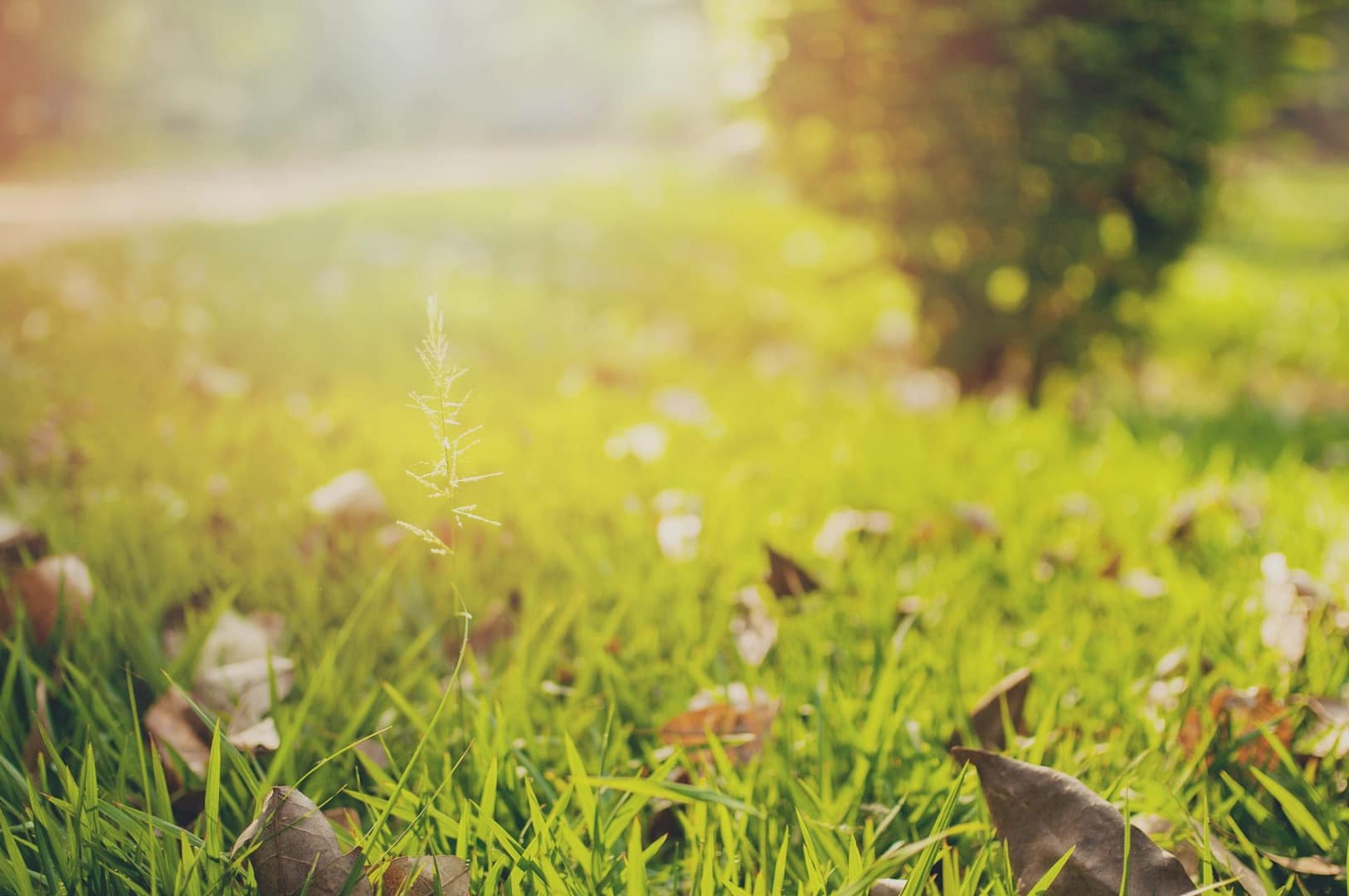 an empty field of grass and leaves