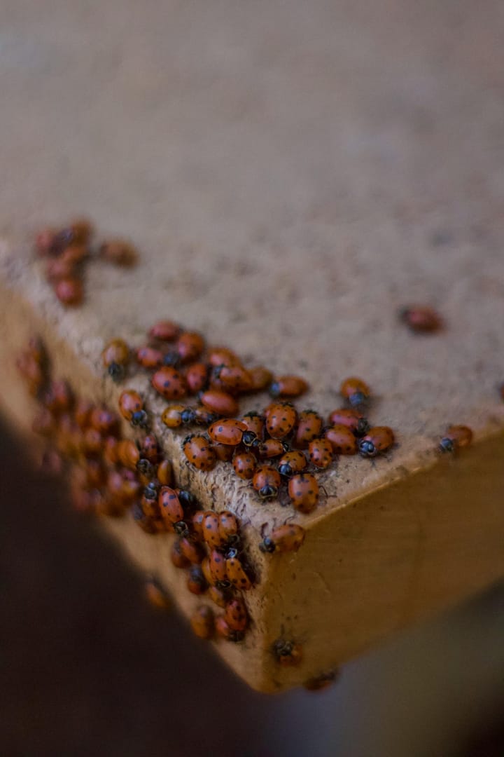 Selling a property with pest issues can be hard.