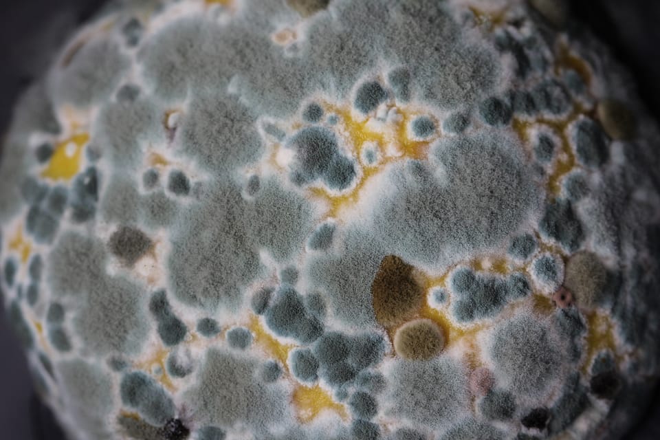 a close up of mold