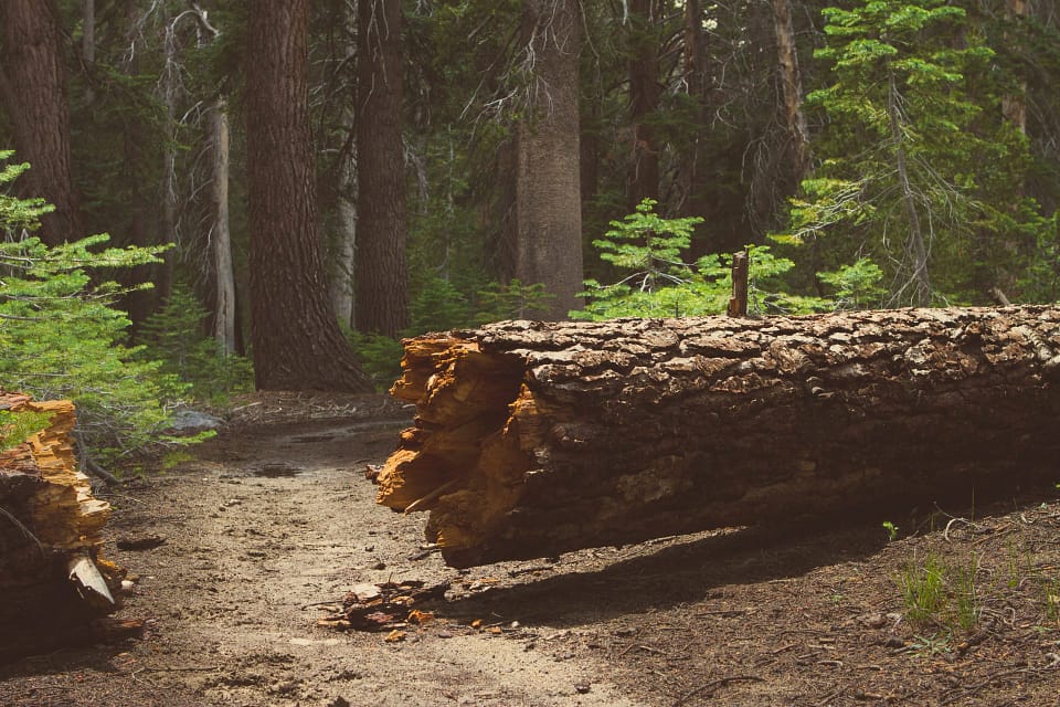 What to Do If a Tree Falls on Your House