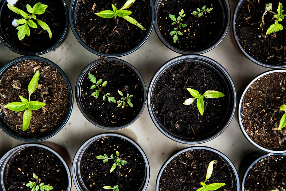 Unique Gardening Resource Guide for Homeowners