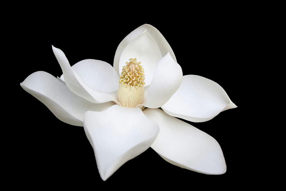 Scents to Make Your Open House Smell Great.