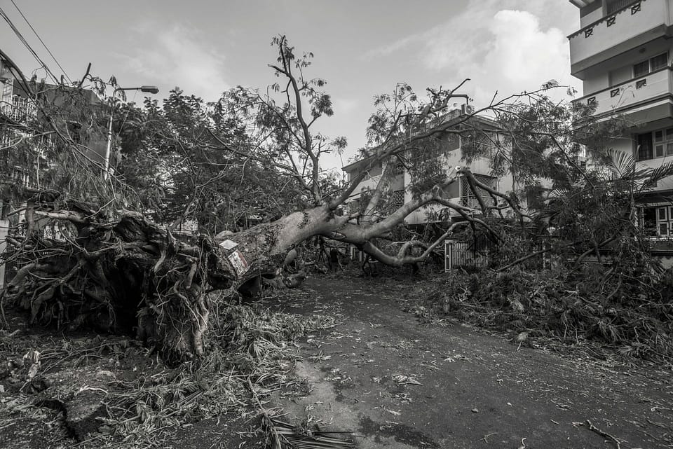What to Do when Tree Falls on Your House