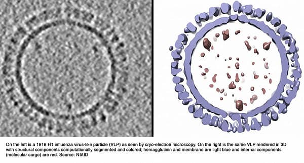 Researchers use virus-like particles (VLPs) to create 3D model of 1918 influenza virus