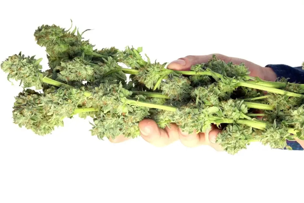 How To Dry Buds Without Hanging