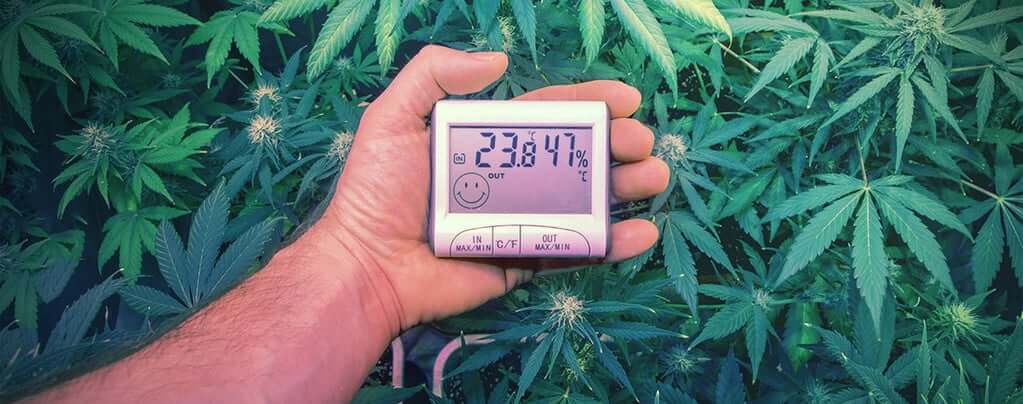 Ideal Temperature For Flowering Stage Outdoors
