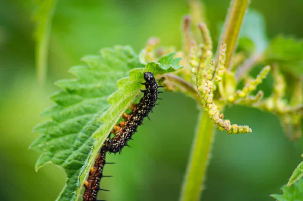 Cannabis Caterpillars and Inchworms