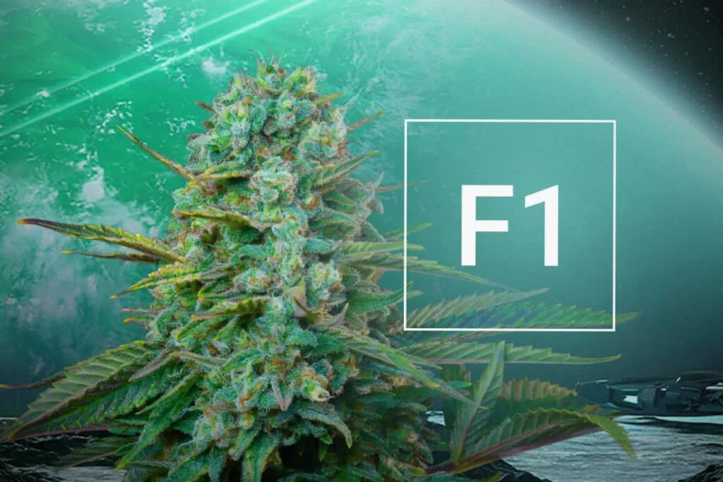 What Are F1 Hybrid Cannabis Seeds