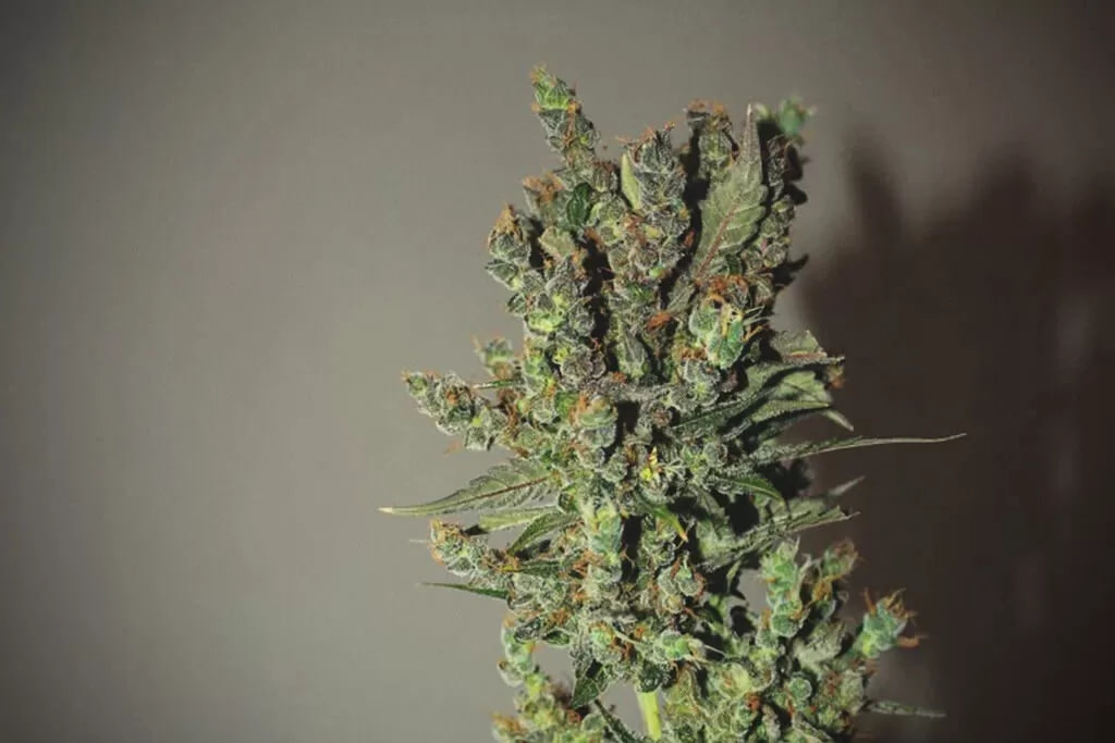 What Are Foxtailing Buds and How to Manage Them
