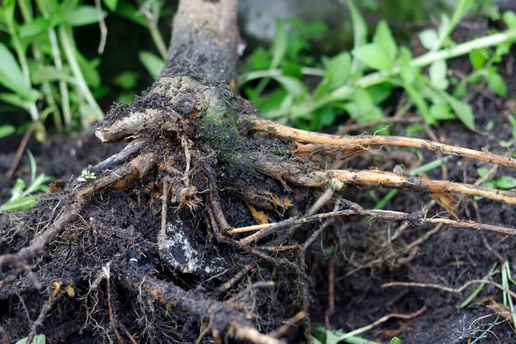 Root Rot in Cannabis Plants