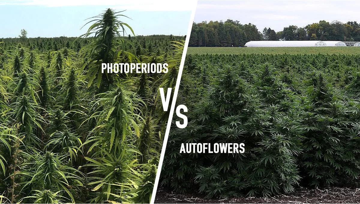 The Difference Between Autoflower and Photoperiod