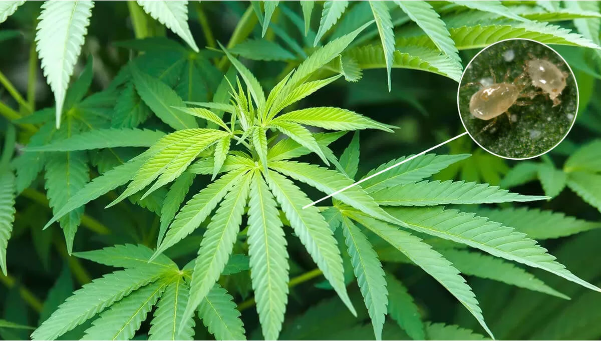Broad Mites On Cannabis Plants
