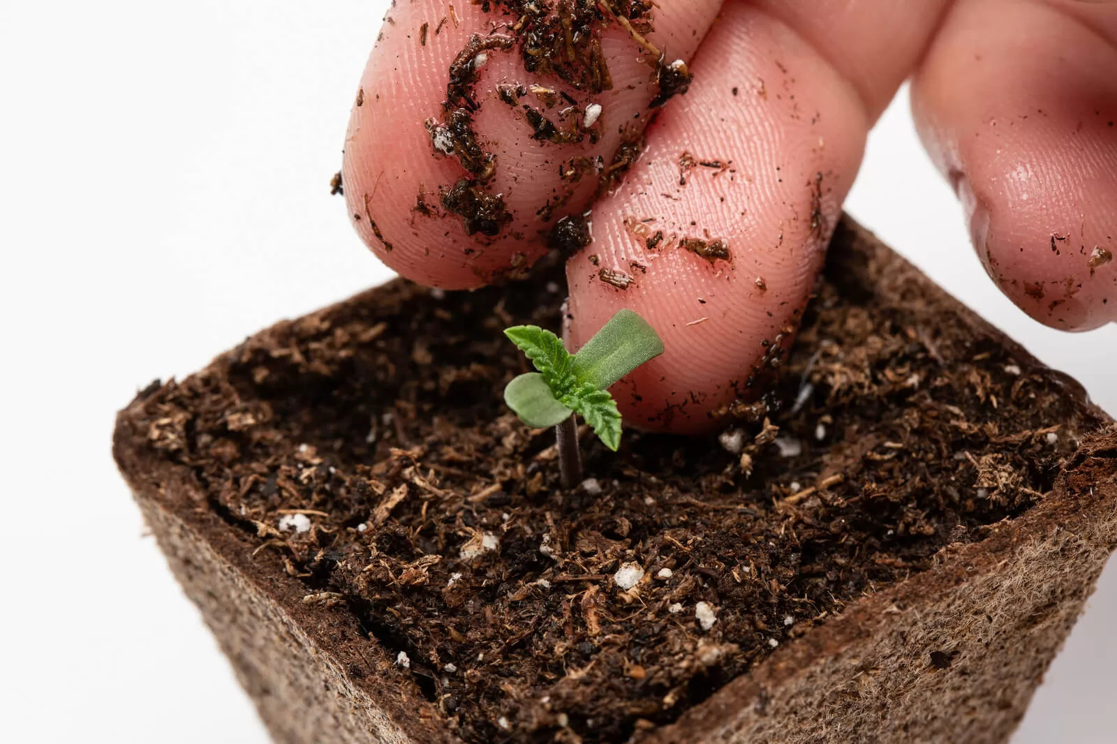 How To Care For Cannabis Seedlings