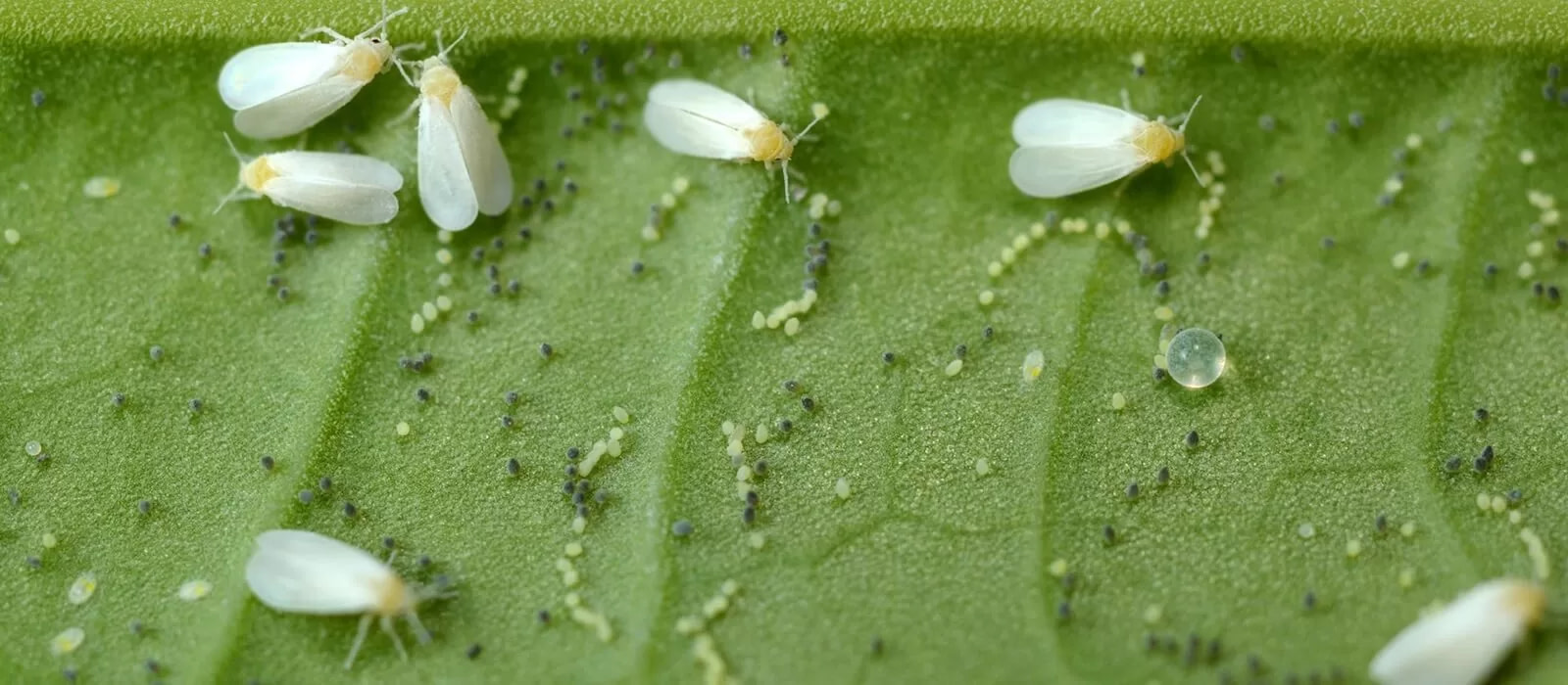 What Are White Flies On Cannabis During Growth
