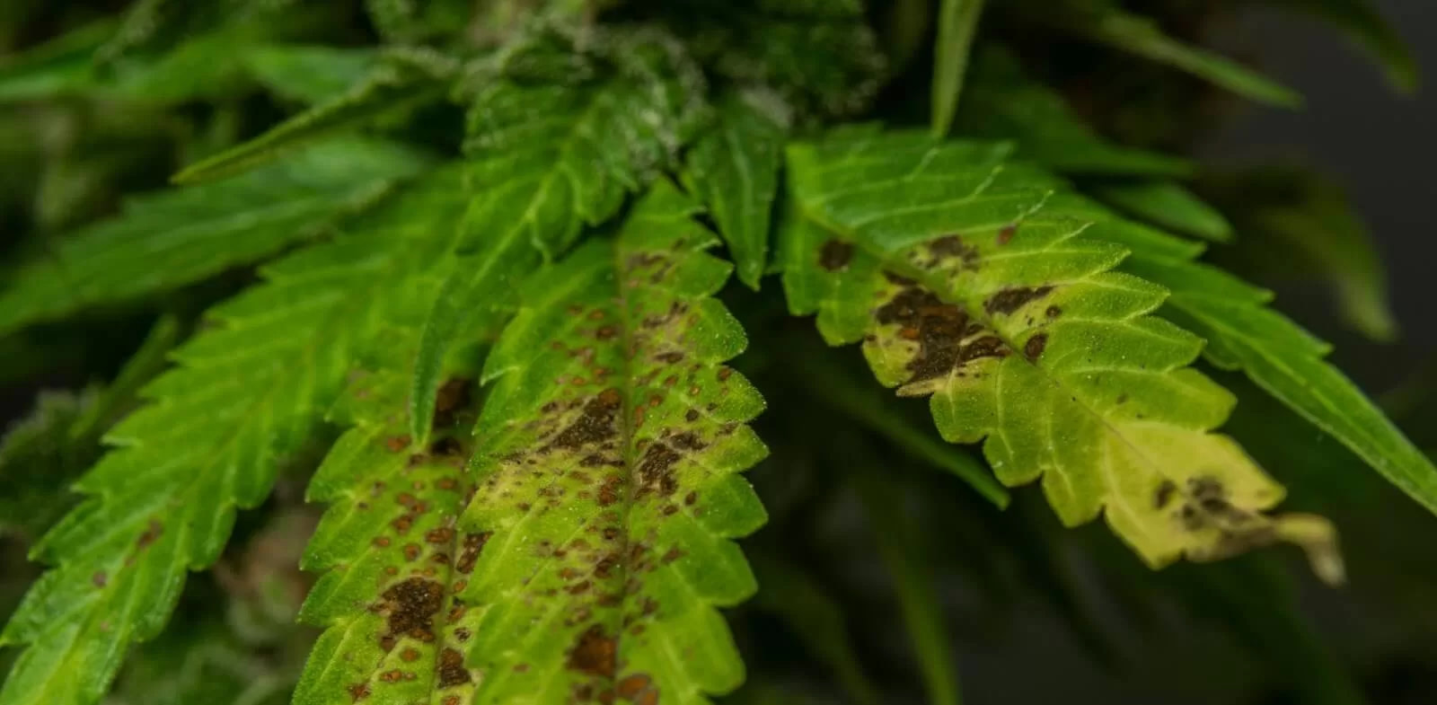 Rusts Spots On Cannabis Leaves and How To Fix Them