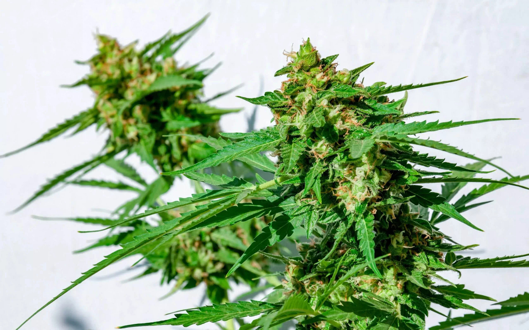 How to Avoid Over and Under Ripe Buds