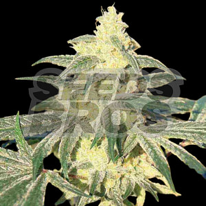 Gorilla Glue 4 Feminized Cannabis Seeds