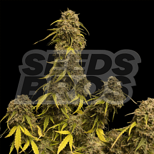 Gorilla Glue #4 Autoflower Cannabis Seeds