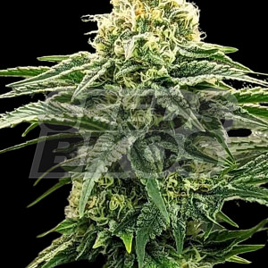 MK Ultra Seeds Feminized Cannabis Seeds