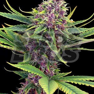 Sirius Black Seeds Feminized Cannabis Seeds
