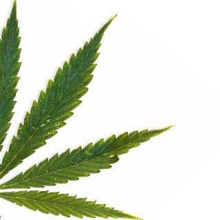cannabis-leaf-plant