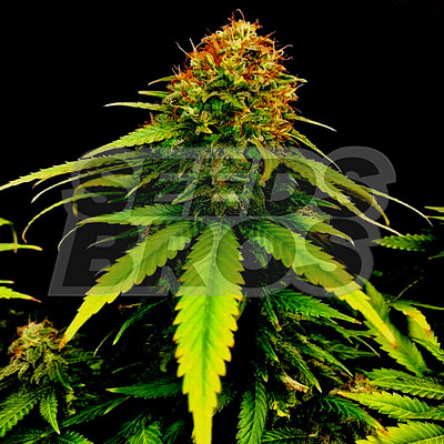 Gold Leaf Autoflower Cannabis Seeds