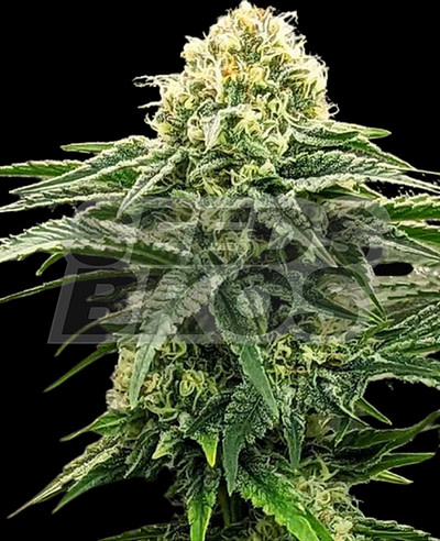 MK Ultra Seeds Feminized Cannabis Seeds