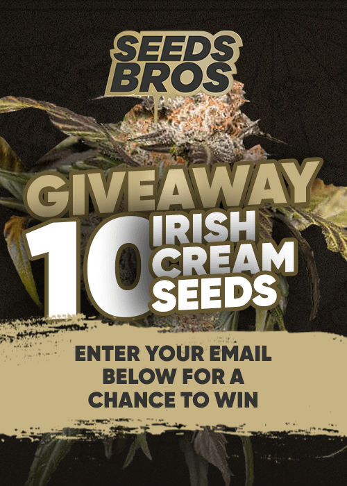 Seeds Bros - Your Premium Source for Marijuana Seeds