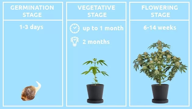 How Big Should My Cannabis Plants Be After 3 Months