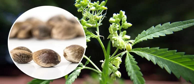 How To Grow Cannabis From Seed
