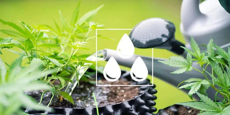 How To Flush Cannabis Plants Efficiently
