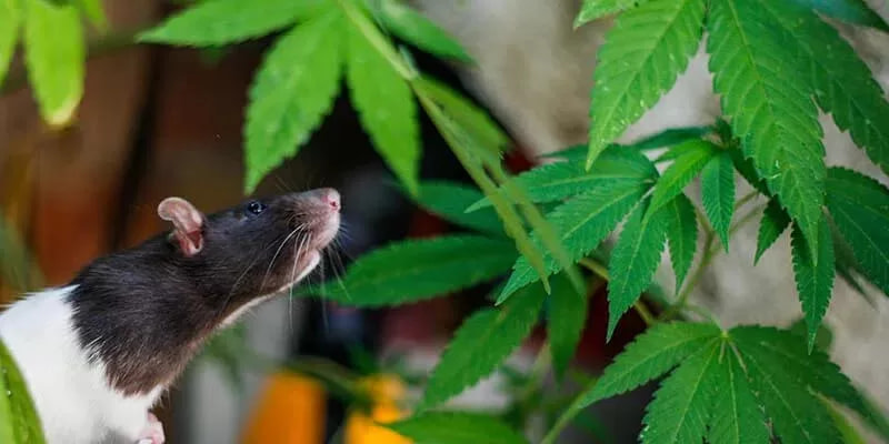 How To Prevent Mice and Rats From Cannabis Plants