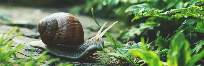 How To Manage Slugs and Snails on Cannabis Plants
