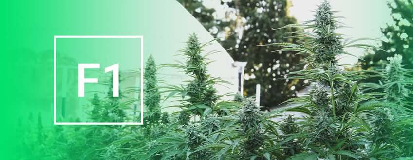 How To Grow F1 Hybrid Cannabis Seeds