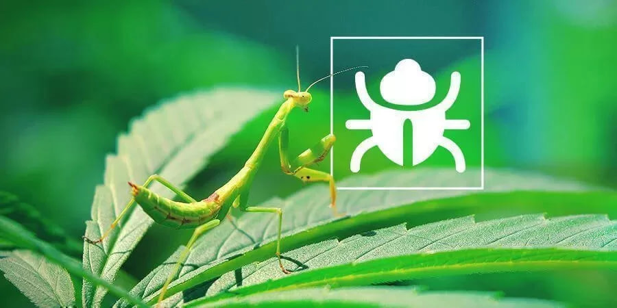 How To Prevent Crickets On Cannabis Plants