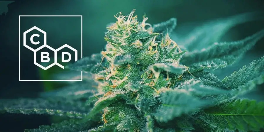 How Much CBD is in Common Strains Cannabis