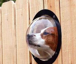 Dog Peek Window