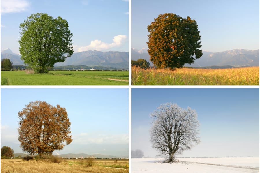 an image with four pictures of a tree during different seasons