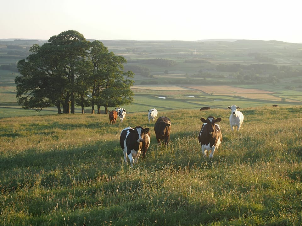 ranch land with cows grazing
