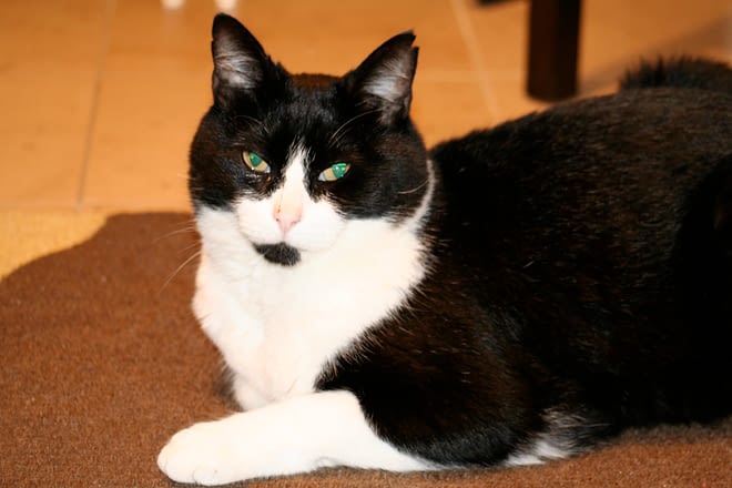 Obie 1