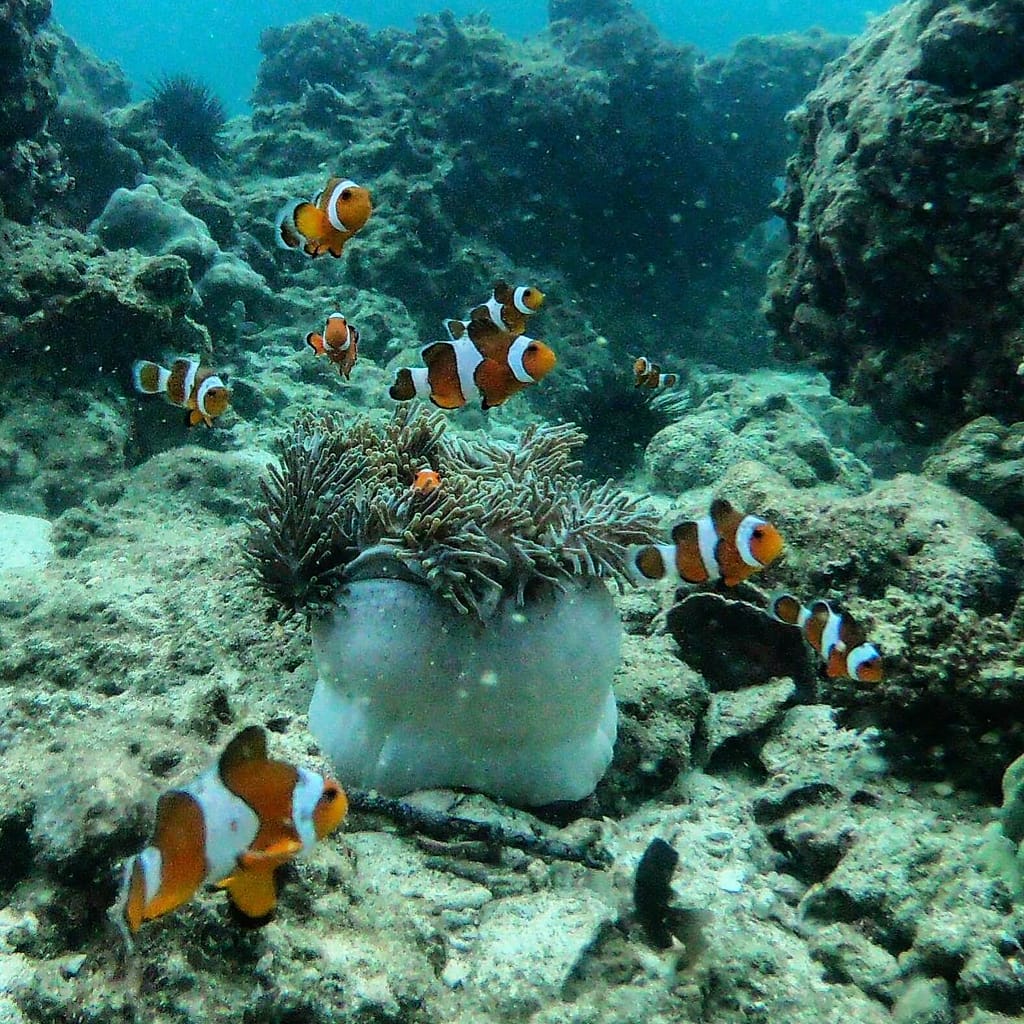 un gran grupo de peces payaso nadando alrededor del coral durante una excursión a las 4 islas de krabi