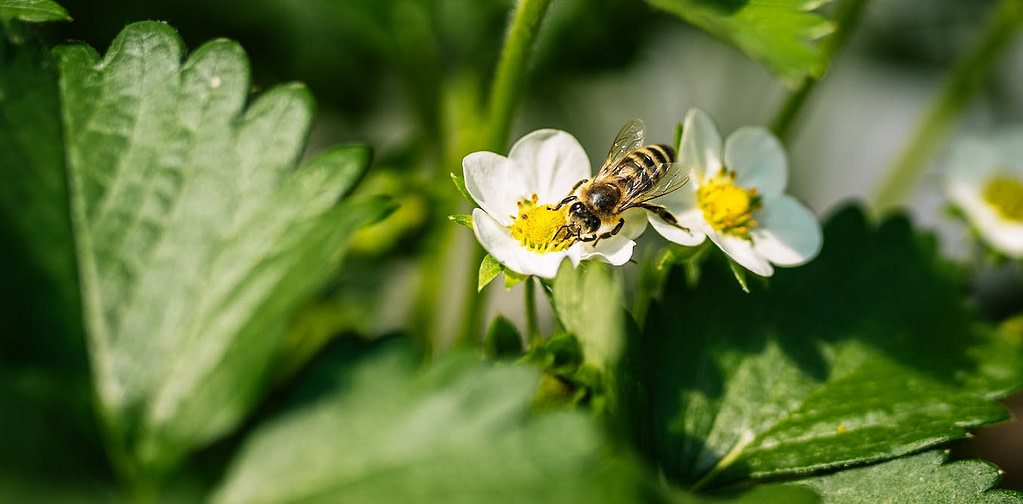 How AI Camera Tracking Can Help Farmers Monitor Bee Populations - Credit: The Conversation