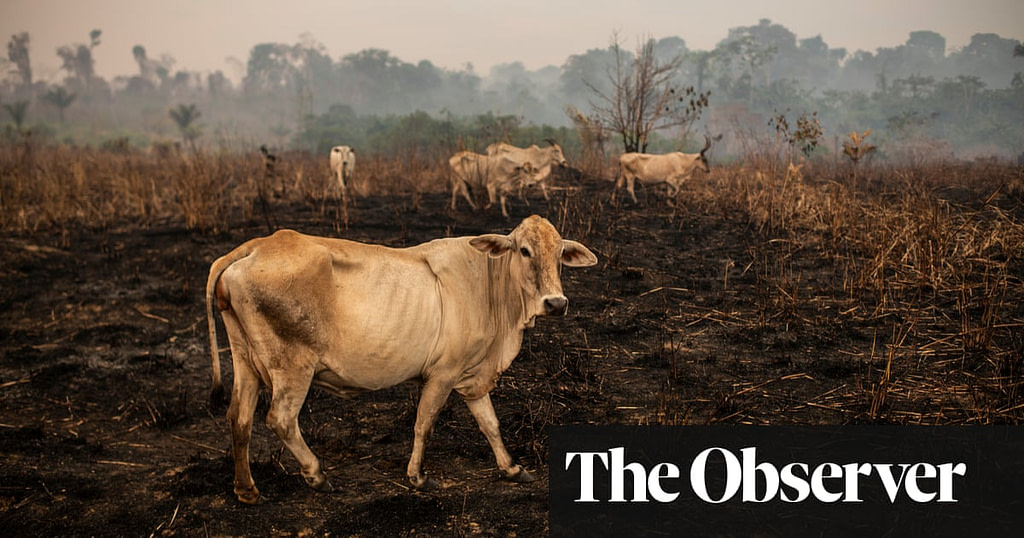 Could AI Save The Amazon Rainforest? - Credit: The Guardian