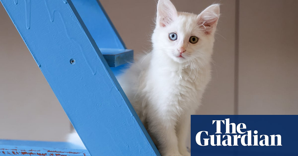 Thursday Quiz: Explore AI in Exams, a Wandering Walrus, and Has a Cat Been to Space? - Credit: The Guardian