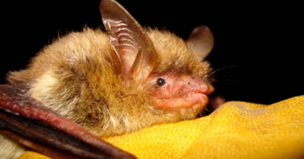 U.S. bat species devastated by fungus now listed as endangered