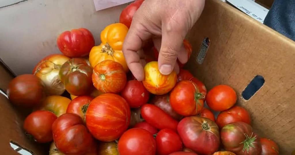 Rising temperatures impact California tomato crops